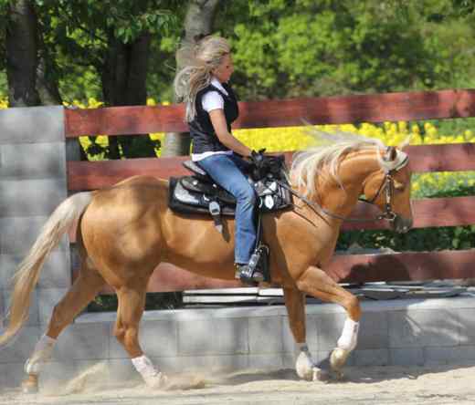 KG stallion gallop img_4645.jpg