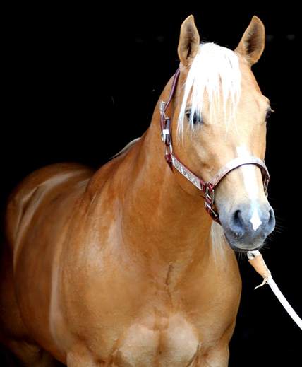 KG Stallion img_2455.jpg