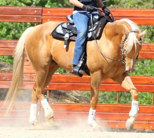 KG stallion trot img_4613a.jpg